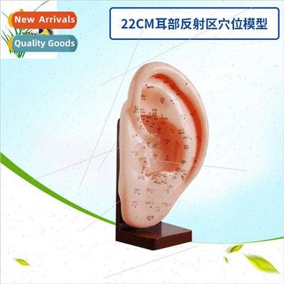 Ear model/ear massage model/ear reflex zone points/ear acupu