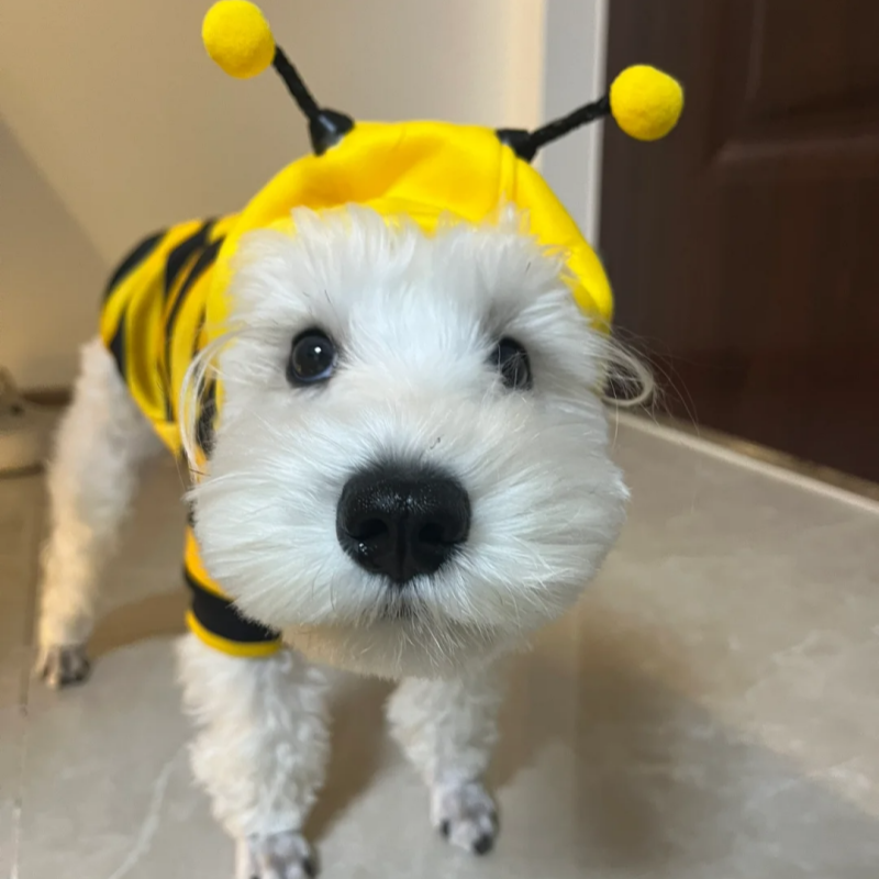宠物猫咪小蜜蜂搞怪卫衣衣服