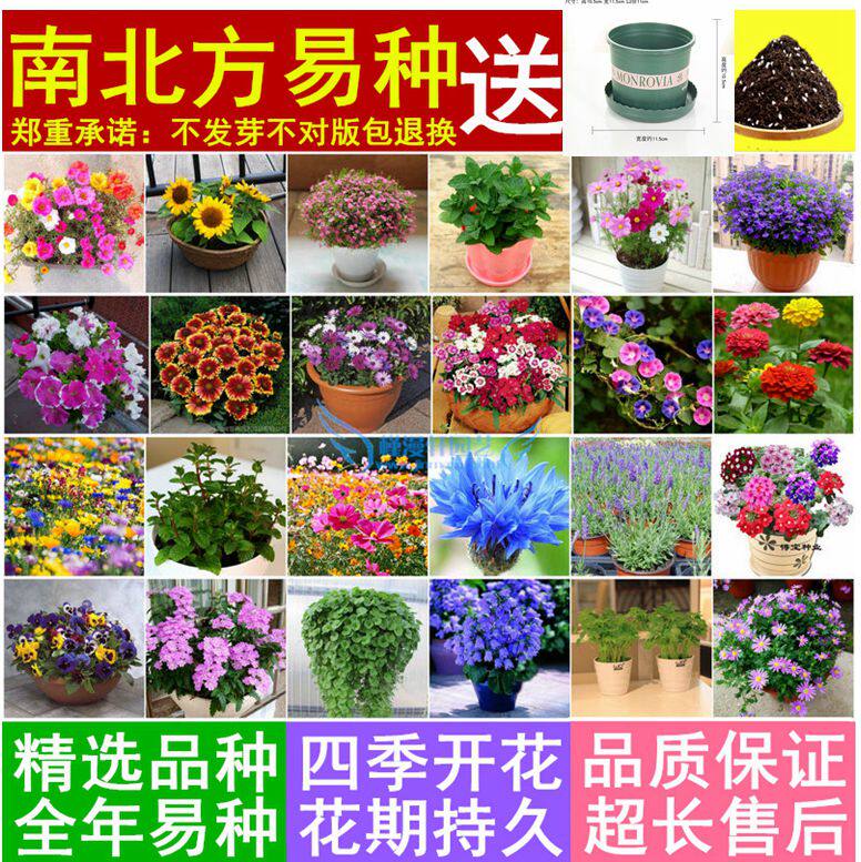 满天星种子薄荷易种阳台盆栽茉莉水培花卉铜钱草金钱含羞草矮牵牛