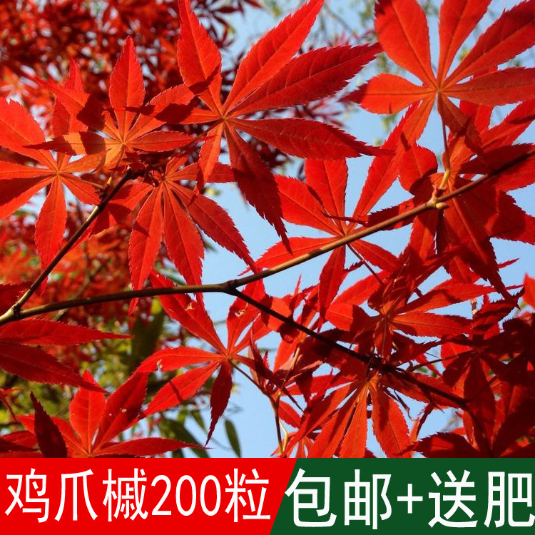 新采林木树种籽三角枫种子鸡爪槭种子青枫种子五角枫种子