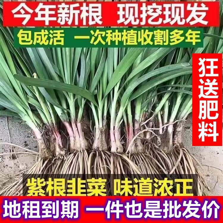现挖韭菜根紫根宽叶韭菜种蔬菜子种籽阳台盆栽地栽庭院苗韭菜根苗