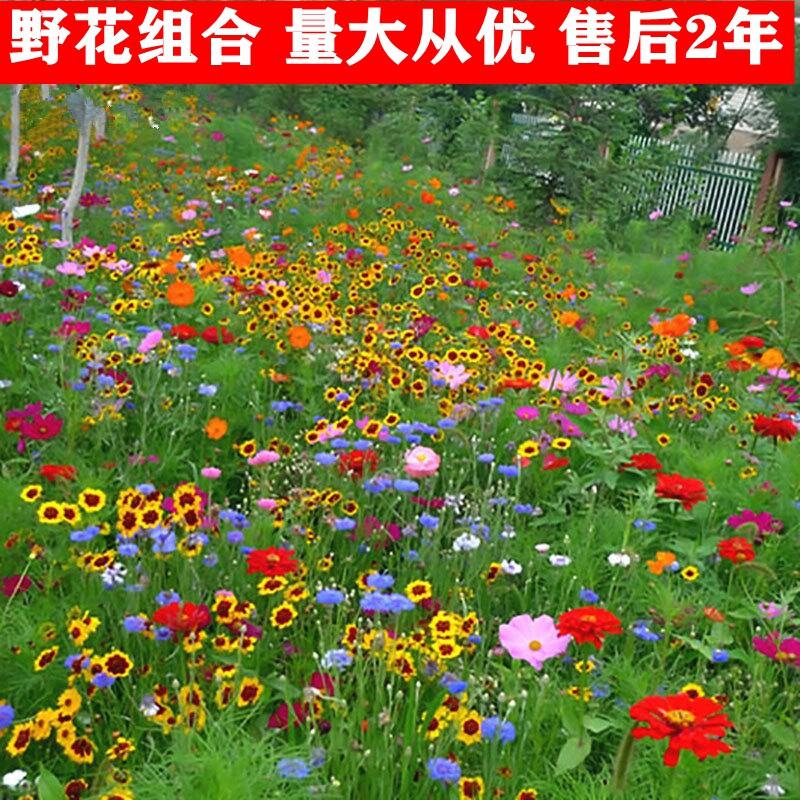 野花组合花种子格桑花种子花海庭院绿化花种子包邮