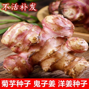 红洋姜种子紫洋姜籽鬼子姜姜不辣胰岛果种苗红皮菊芋洋芋头种子