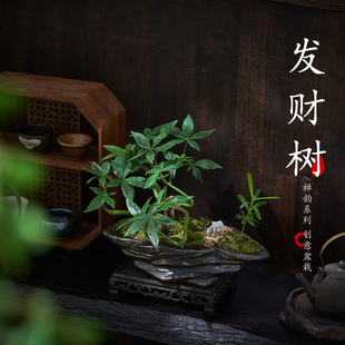 好养R新中式 五福发财树造型盆景桌面室内办公室茶几四季 微景观绿