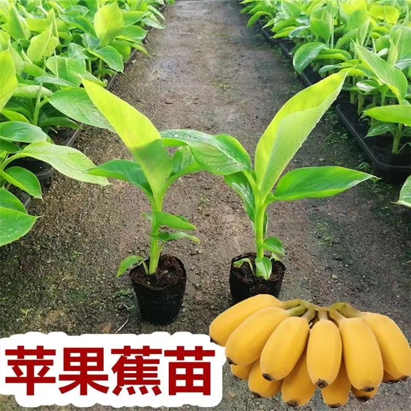 香蕉苗新品种当年结果苹果蕉树苗