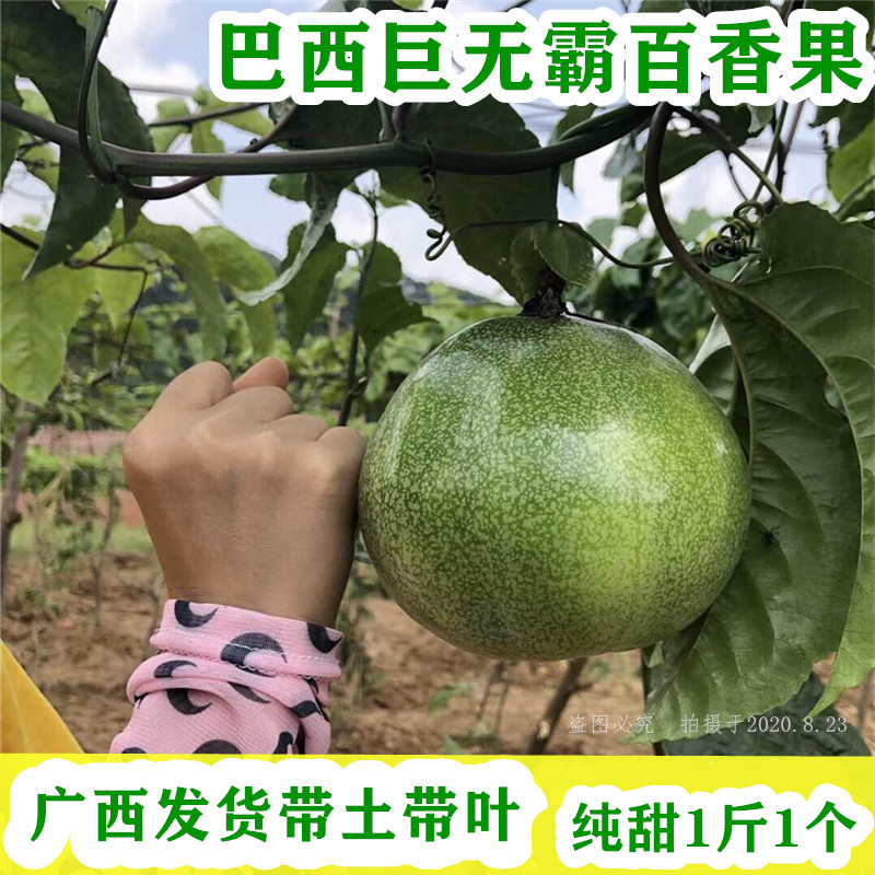 巴西金霸百香果树苗台湾大黄金果苗特大1斤1个果半年结果广西树苗-封面