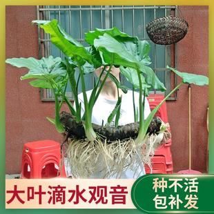 去甲醇 大型霸王芋绿植花卉 大叶滴水观音盆栽 客厅室内绿植盆景