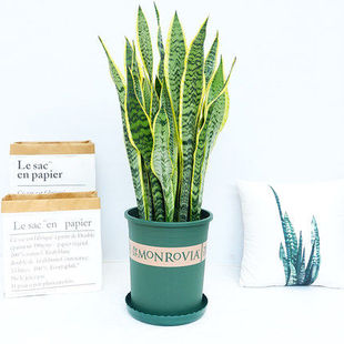 大金边虎皮兰室内盆栽花卉银脉虎兰阳台客厅绿植阔叶长虎皮兰植物