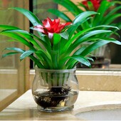 鸿运当头水培花卉盆栽红星凤梨绿花植水养植物室内菠萝花