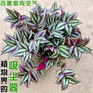 吊竹梅盆栽紫叶吊兰垂吊爬藤植物办公室客厅吸甲醛净化空气紫竹梅