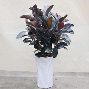 橡皮树树苗盆栽花卉室内客厅阳台大绿植黑金刚四季常青多年生木本