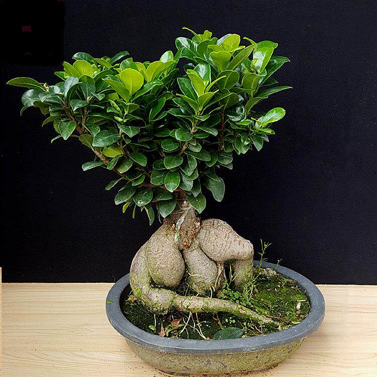 人参榕大小榕树台湾虎皮榕绿植盆栽花卉福建茶盆景办公室榆树