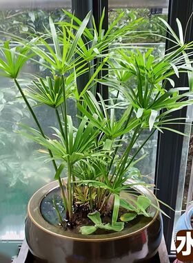 水生植物水竹鱼池水道绿化风车草水草苗水养花卉绿植庭院旱伞草苗