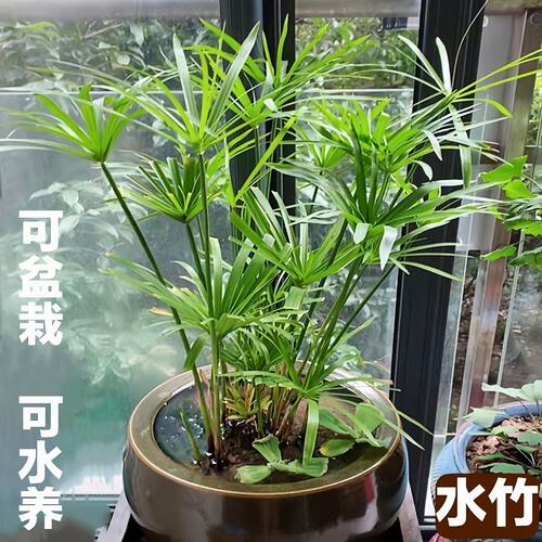 水生植物水竹鱼池绿化风车草水草