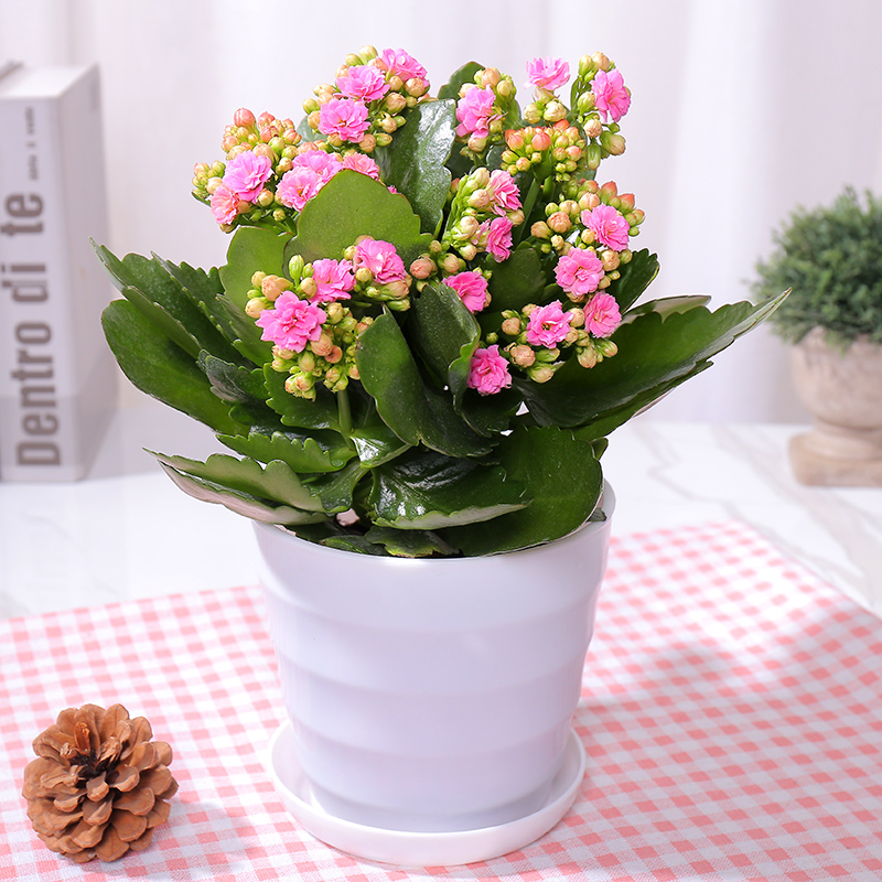 长寿花带花室内盆栽大花多季开花