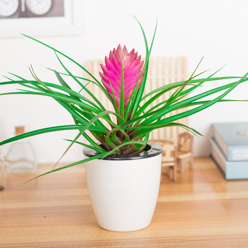 紫花铁兰凤梨盆栽绿植花卉带花植物室内客厅办公好养植物鸿运当头