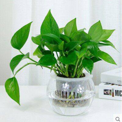绿植桌面花卉水生四季常青绿萝