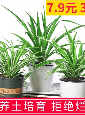 金边心吊兰植物室内好养盆