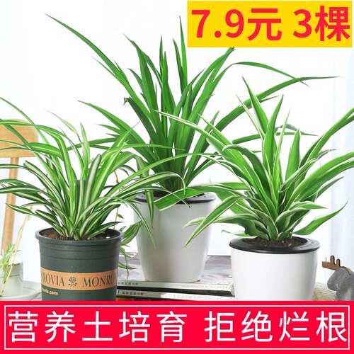 金边心吊兰植物室内好养盆