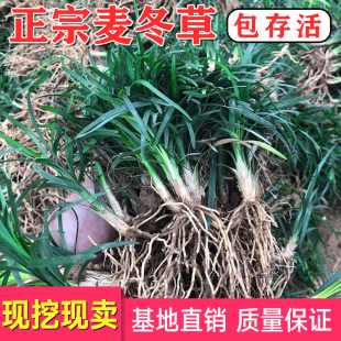 金边阔叶麦冬细叶草坪真日本矮麦冬草庭院绿化阳台耐寒玉龙草绿植