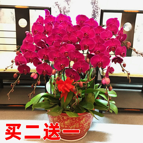 蝴蝶兰花苗盆栽带花剑
