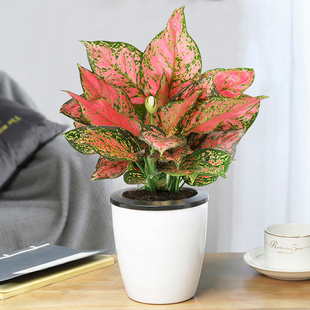 如意皇后万年青盆栽办公室内观叶小绿植懒人水培植物好养万年红