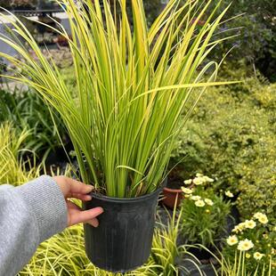 金叶石菖蒲盆栽庭院花园花箱多年生花境搭配植物耐寒耐热四季长青