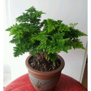 云竹盆栽盆景 文竹盆栽苗 竹子四季常青小绿植办公室桌面花卉植物