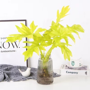 水培植物瓦塞维奇蔓绿绒黄金春羽盆栽室内桌面四季好养水养绿植