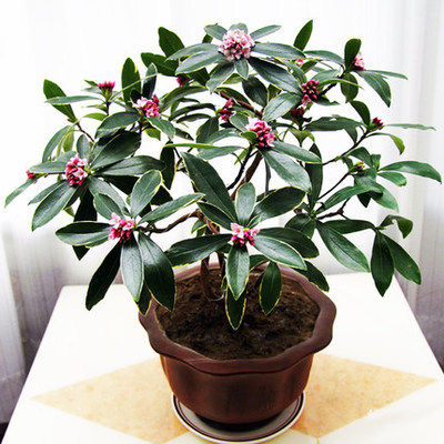 绿植盆景耐寒千里香观花植物