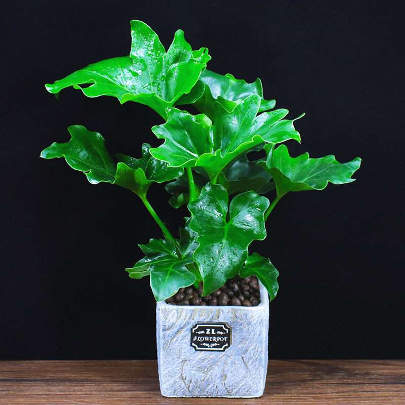 绿叶春羽盆栽室内花卉四季常绿观叶植物耐寒春雨阳台办公桌易活