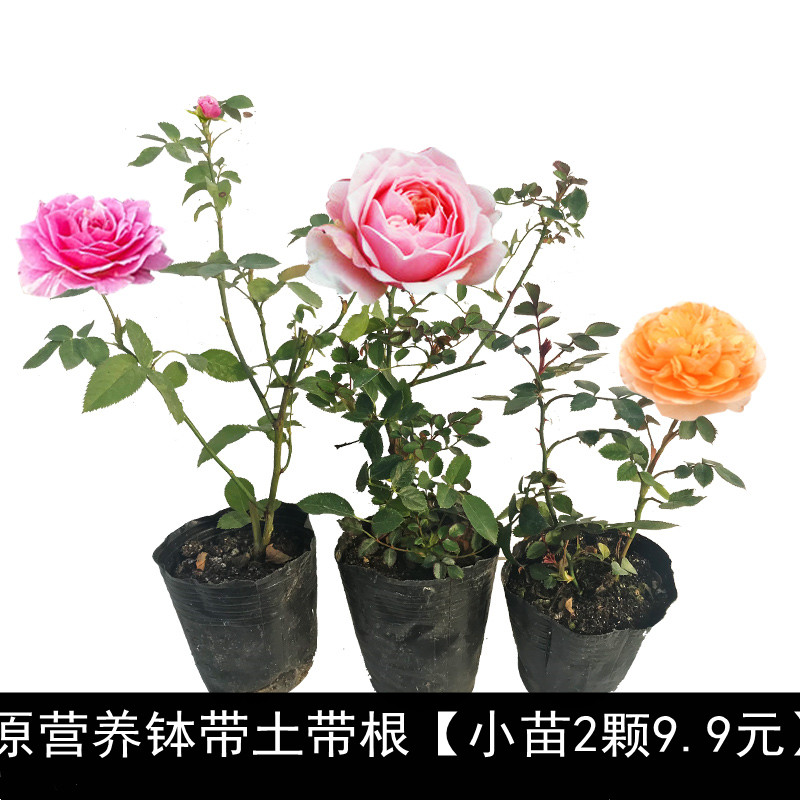 月季花盆栽庭院藤本多花蔷薇
