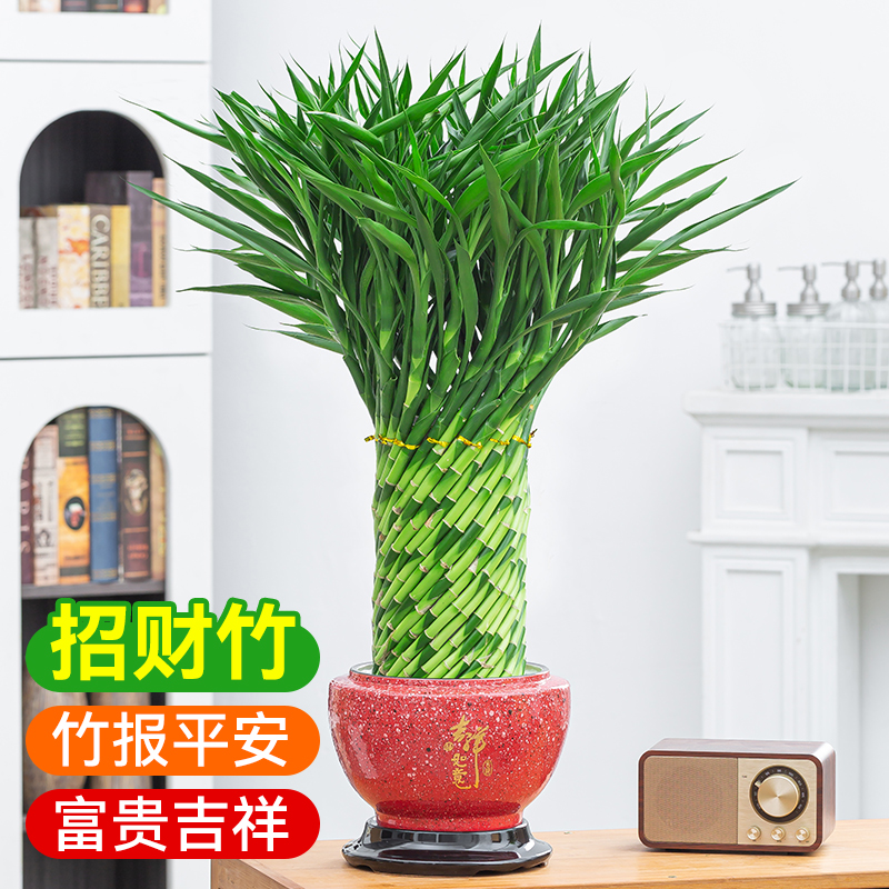 水培富贵竹编织笼竹子带根