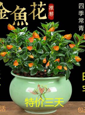 金鱼花吊兰盆栽四季观植物