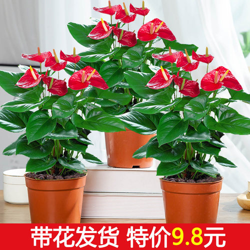 室内红掌盆栽客厅水培植物