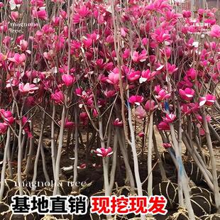 玉兰花树苗红黄白广玉兰盆栽庭院绿化开花耐寒植物室外花卉紫玉兰