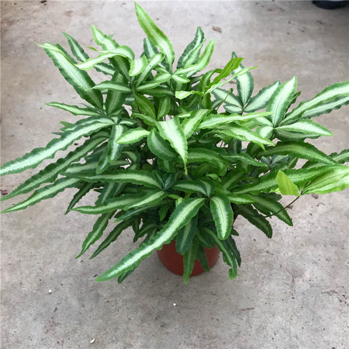 耐阴客厅包邮蕨盆栽绿植花