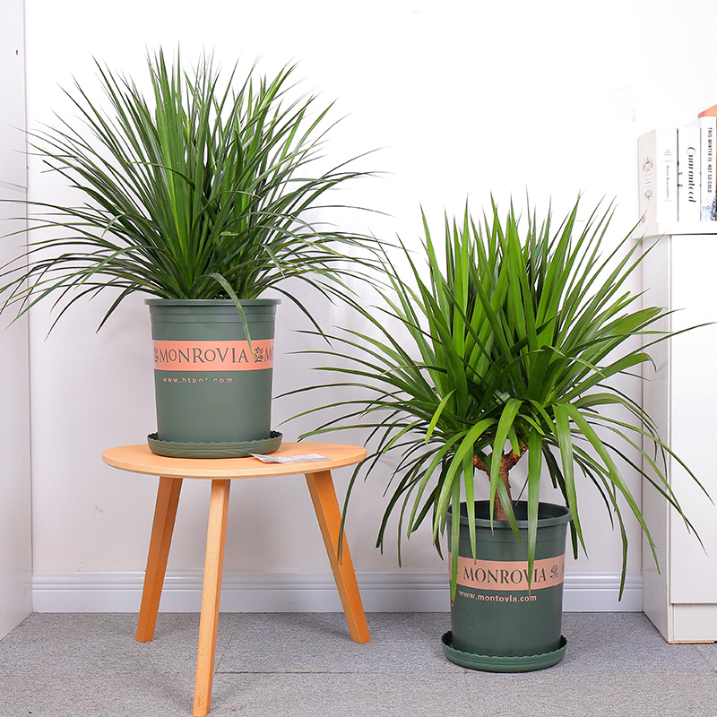 多头龙须龙血树龙铁树绿植盆栽大型花卉植物室内客厅龙须树包邮