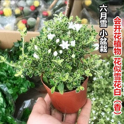 开花小盆栽树桩造型金边提根六月雪盆景悬崖微型办公桌面室内老桩