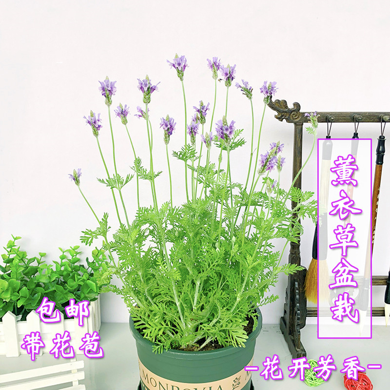 薰衣草盆栽花卉带土带盆室内外阳台绿植鲜花芳香多年生植物观花苗