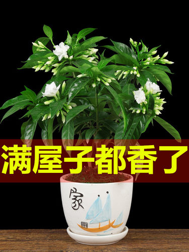 果鹿湾其他木本花卉丁香盆栽