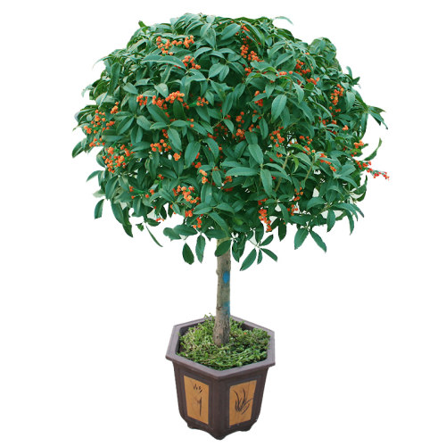 嫁接沉香丹桂四季型庭院桂花树苗