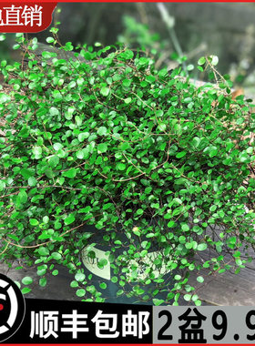 千叶吊兰盆栽观植物面包烘