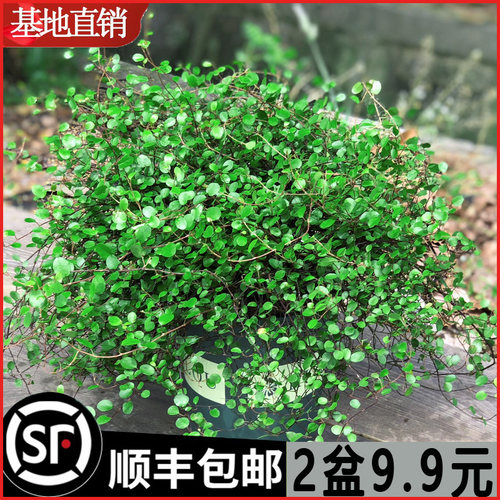 千叶吊兰盆栽观植物面包烘
