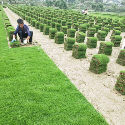 草坪耐寒庭院绿化带土马尼拉