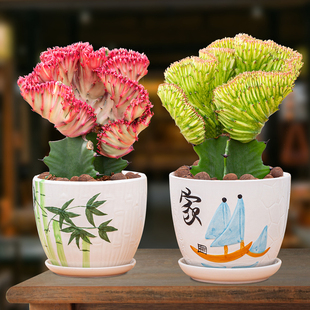 盆栽净化多肉麒麟吸甲醛植物玉麒麟空气阳台室内花卉彩仙人掌客厅