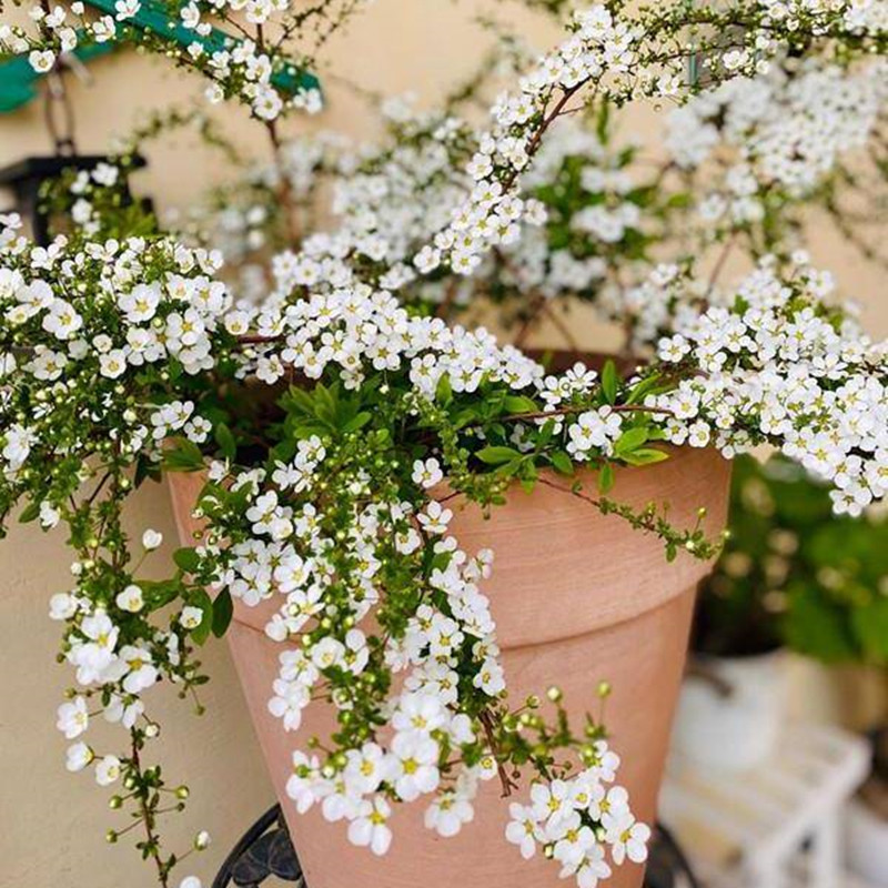 重瓣喷雪花苗耐寒盆栽植物庭院