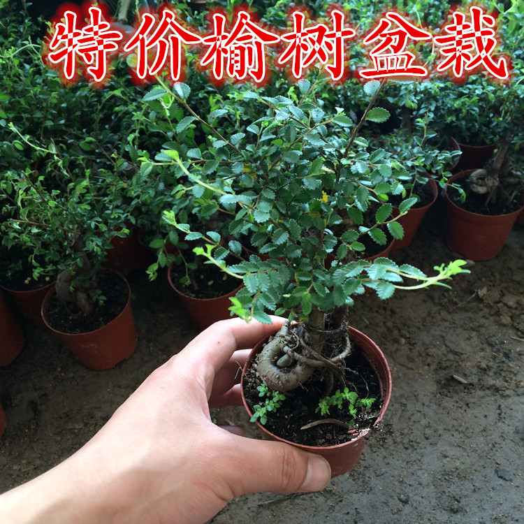 小叶榆树盆景植物家庭客厅