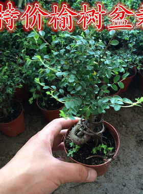 小叶榆树盆景植物家庭客厅
