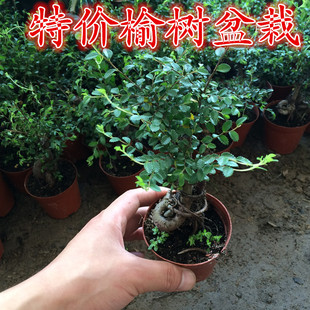 小叶榆树盆景植物家庭客厅室内禅意绿植四季常青创意绿色观叶盆栽